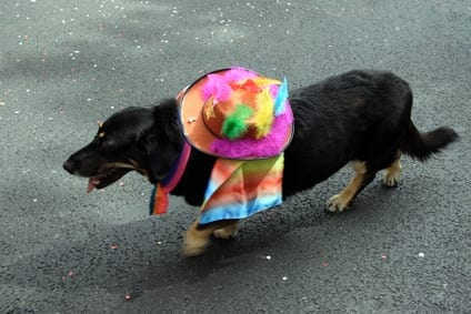 Ideas para la fiesta de cumpleaños del perro