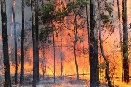 Ayuda a cuidar a los animales heridos por fuego