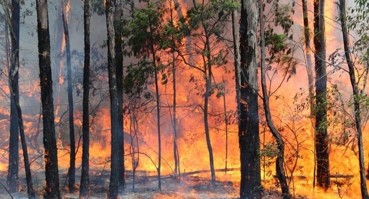 Ayuda a cuidar a los animales heridos por fuego