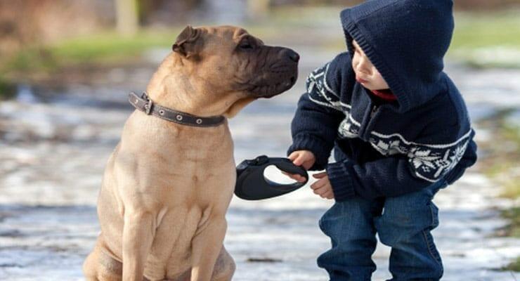 Las 10 mejores lecciones de vida que puedes aprender de tu perro.