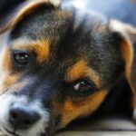 Por qué criar un cachorro es más difícil que criar a un niño.