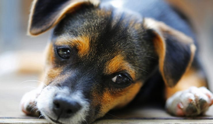 Por qué criar un cachorro es más difícil que criar a un niño.