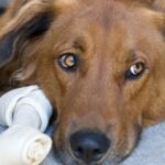 ¿Tiene miedo tu niñera del perro?