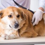 ¿Cuáles son los 10 síntomas de la diabetes en perros?
