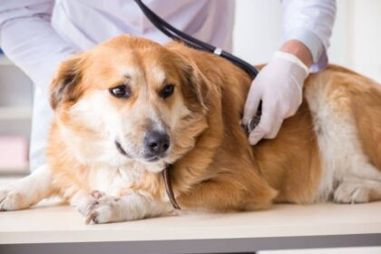¿Cuáles son los 10 síntomas de la diabetes en perros?