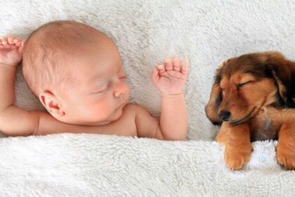 Cómo Presentar Mascotas y Bebés