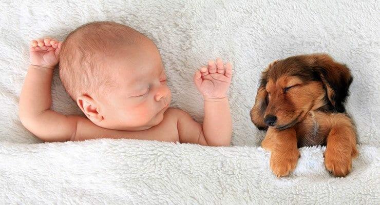 Cómo Presentar Mascotas y Bebés