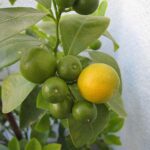 Cómo cultivar un naranjo en miniatura