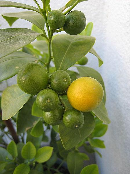Cómo cultivar un naranjo en miniatura