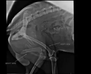 Lesiones Musculoesqueléticas en Perros