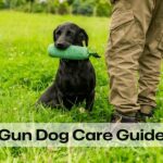 Guía de Cuidado para Perros de Caza – 5 Enfermedades Comunes y su Tratamiento
