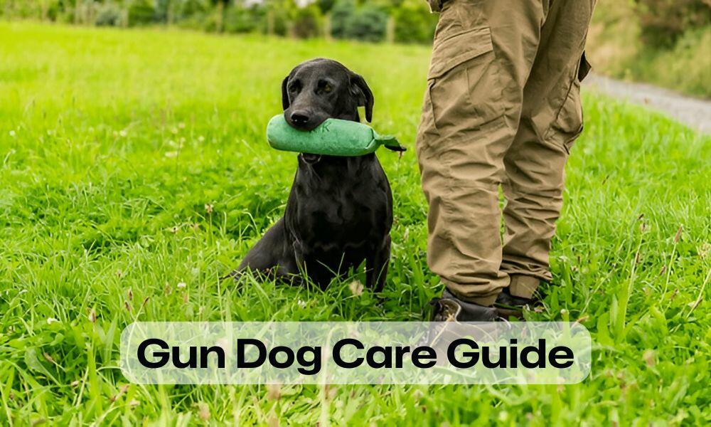 Guía de Cuidado para Perros de Caza – 5 Enfermedades Comunes y su Tratamiento
