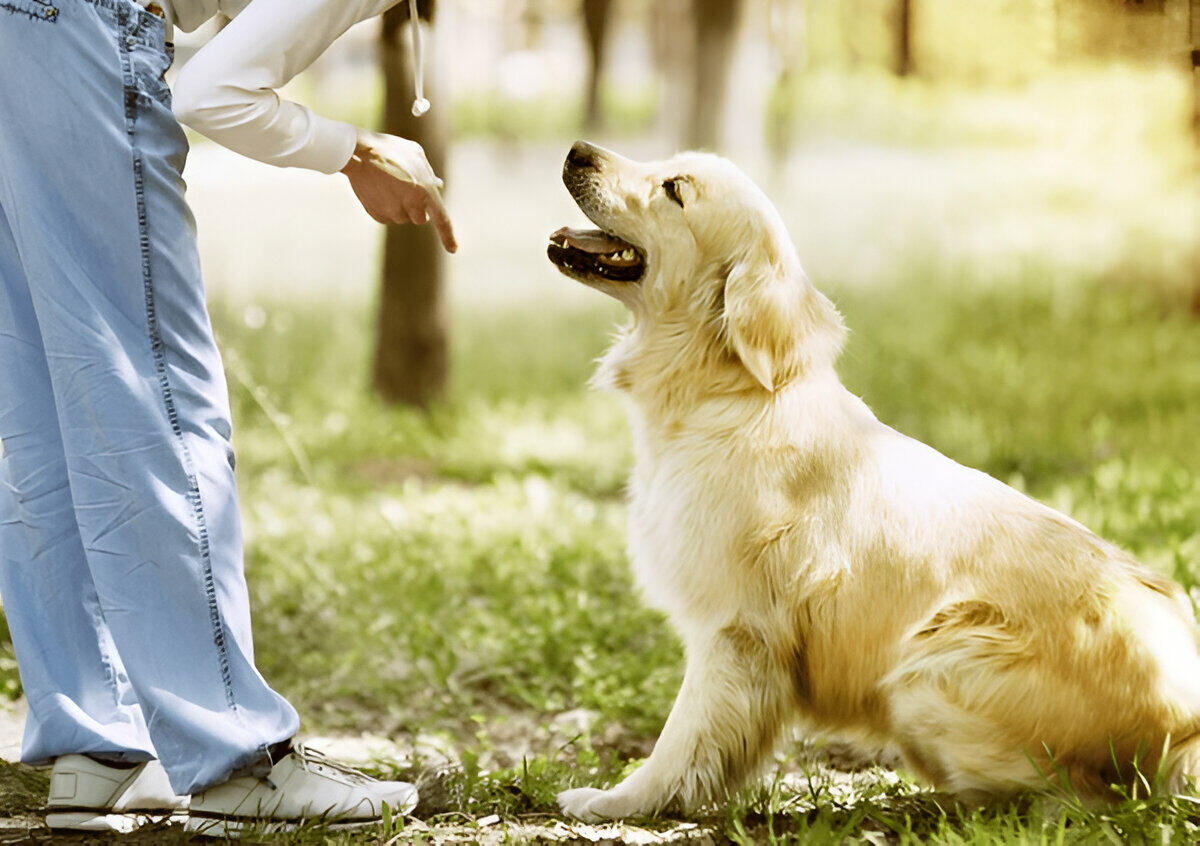 Las 10 Mejores Técnicas de Entrenamiento para Mejorar el Comportamiento de los Perros
