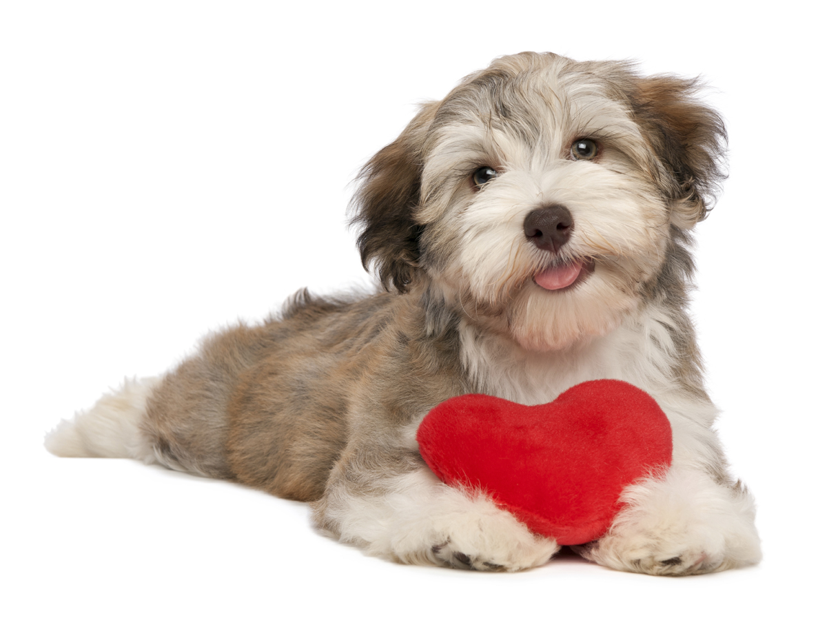 Por qué casi amo a mi perro más que a mis hijos