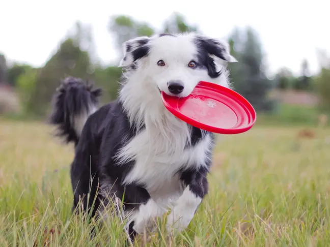 3 Juegos Divertidos y Seguros para Niños y Perros