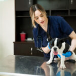 5 Señales de que tu perro necesita una visita al veterinario de inmediato