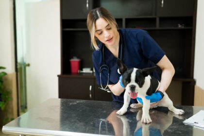 5 Señales de que tu perro necesita una visita al veterinario de inmediato